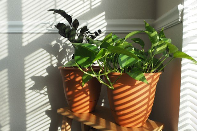 13 Low-Maintenance Houseplants That Survive Even a Forgetful Owner